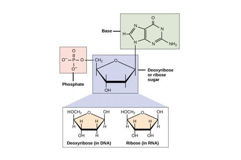 Deoksiribosa, Komponen Gula pada DNA