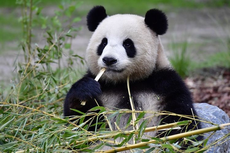 Meng Meng, panda betina di kebun binatang Berlin, Jerman, yang baru saja melahirkan dua bayi, pada Sabtu (31/8/2019) malam.