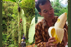 Foto Viral Pohon dan Pisang Raksasa Asal Papua, Ini Penjelasan LIPI 
