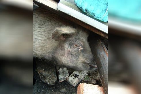 Babi Ajaib yang Selamat dari Gempa China 2008 Ini Dikabarkan Sekarat