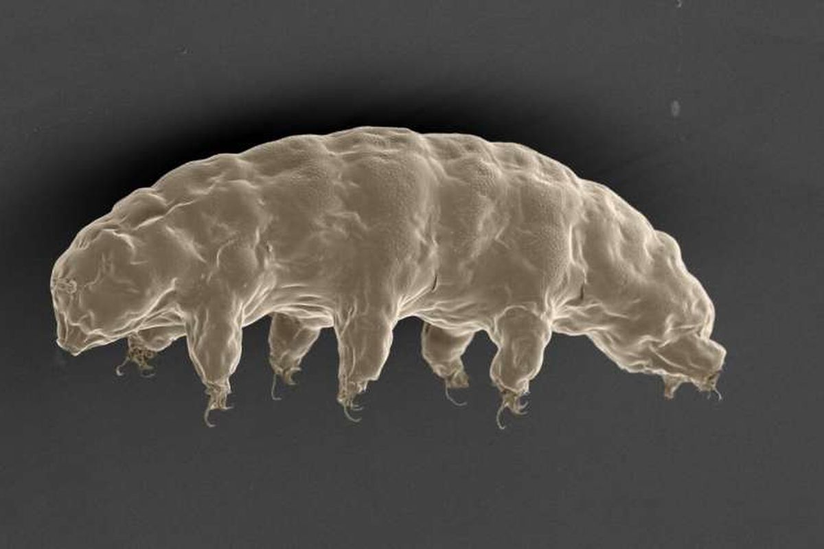 Penampakan tardigrade dilihat menggunakan mikroskop elektron. 