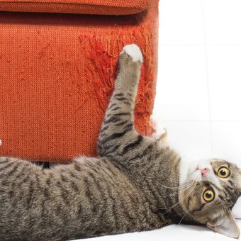 Ilustrasi kucing mencakar sofa.