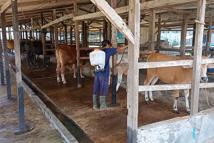 Seorang pekerja menyemprotkan cairan desinfektan di kandang ternak sapi di Jalan Medan - Deli Tua untuk mencegah penyebaran PMK. Diperkirakan tahun ini penjualan hewan qurban khususnya sapi turun 30 persen karena hanya menjual yang ada di kandang.