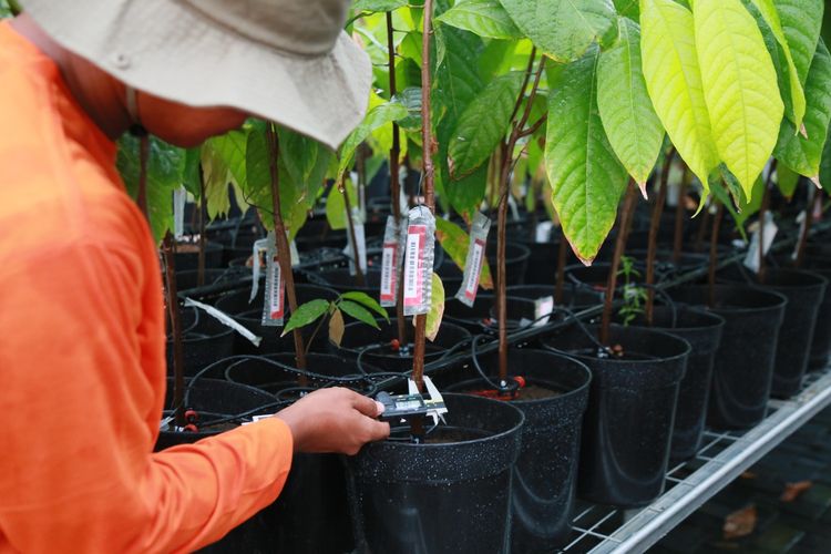 Fasilitas Nursery pada PCTC difungsikan untuk meneliti cara pembibitan kakao yang paling optimal