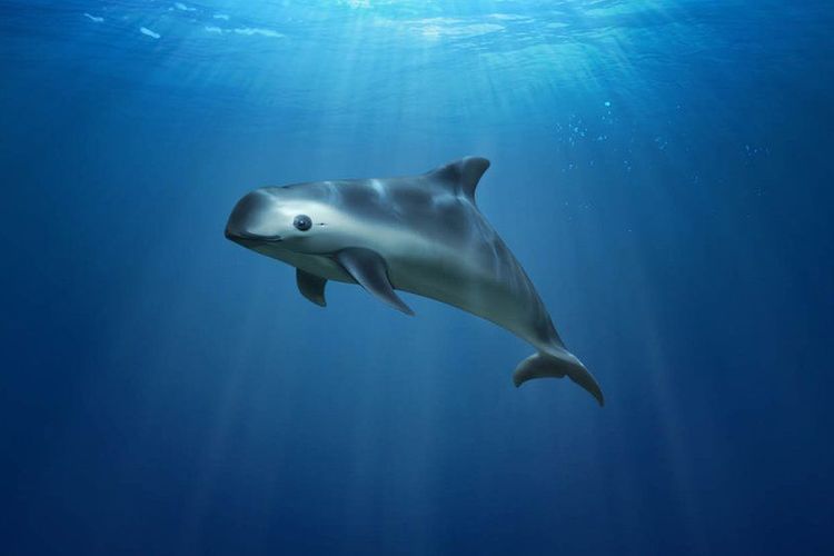 Ilustasi vaquita 
