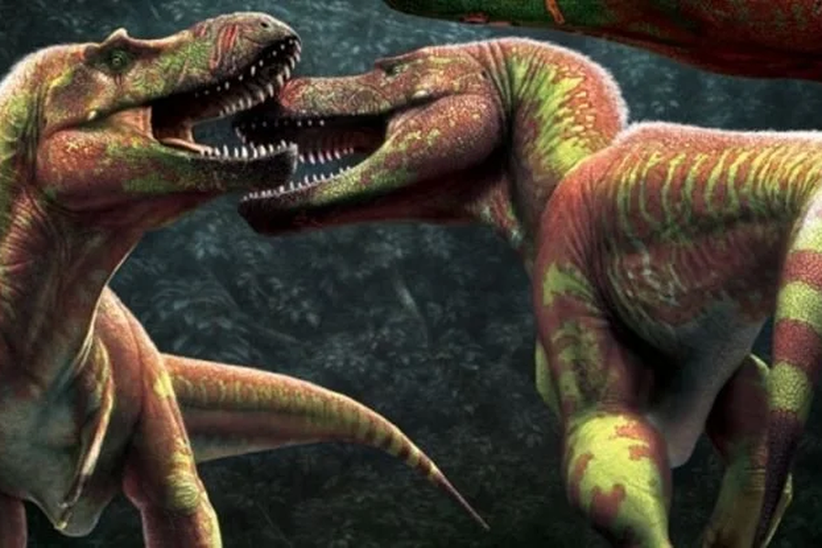 Ilustrasi T-rex saling menggigit muka. Gigitan T-rex ditemukan pada ratusan tengkorak dari fosil dinosaurus predator zaman Kapur Akhir.
