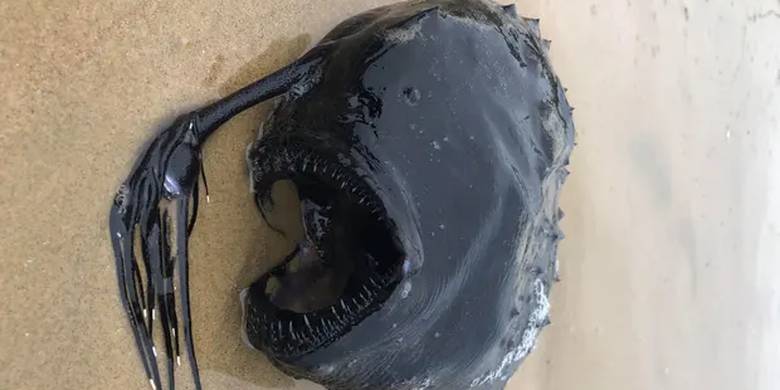 Anglerfish yang terdampar di pantai California. Penyebab terdamparnya ikan aneh penghuni laut dalam ini, masih menjadi misteri.