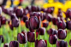 6 Bunga Hitam Eksotis yang Dapat Mempercantik Taman