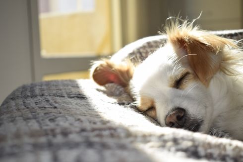 Serba-serbi Masalah Tidur pada Anjing, Kamu Perlu Tahu