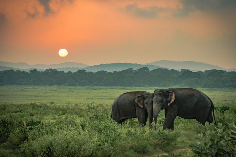 Dua ekor gajah liar di Sri Lanka