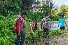 Seekor Harimau Sumatera Mati Terjerat Perangkap Babi