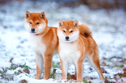 15 Ras Anjing Asal Asia yang Bisa Dijadikan Hewan Peliharaan 