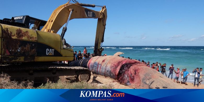 Warga Sabu Raijua Kubur Bangkai Paus Dengan Ritual Adat