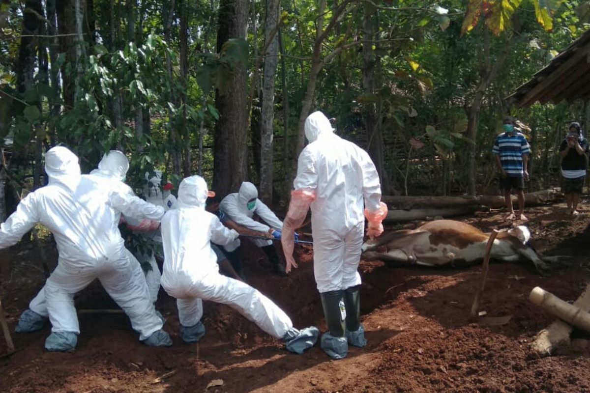 Petugas Mengubur Sapi Mati Milik Warga Dusun Grogol IV, Bejiharjo, Karangmojo, Gunungkidul (Istimewa Dokumentasi Warga)