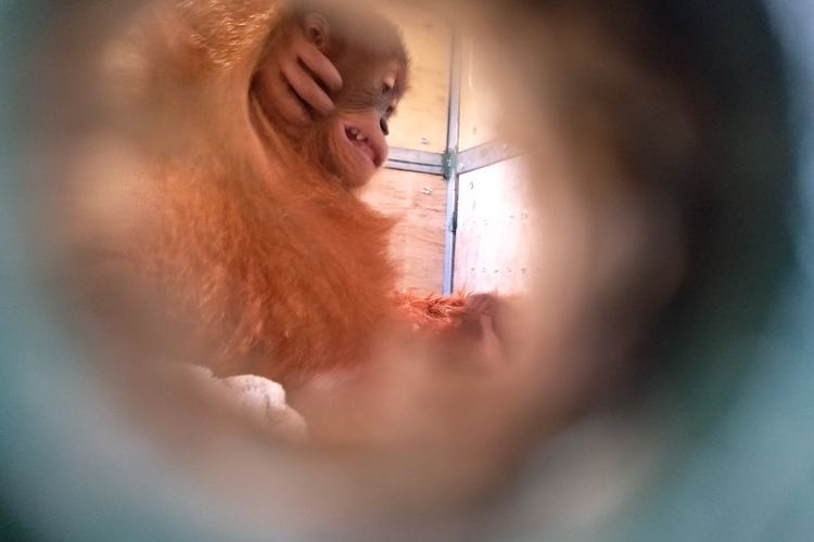 Orangutan sumatera (Pongo abelii) bernama Bonbon ini baru saja tiba di terminal pengambilan kargo Bandara Internasional Kuala Namu, Selasa siang (17/12/2019) dari Bandara I Gusti Ngurah Rai, Denpasar, Bali. Orangutan ini pada bulan Maret lalu hendak diselundupkan ke Rusia.
