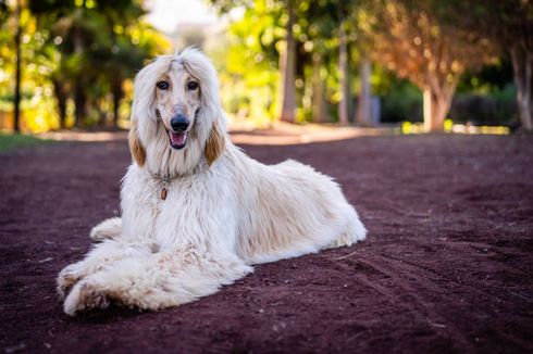 5 Ras Anjing dengan Kecerdasan Paling Rendah Menurut Penelitian Ilmiah