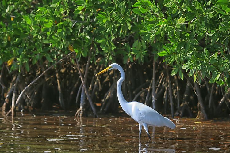 Ilustrasi hutan mangrove. Kawasan hutan mangrove sangat penting bagi perlindungan dan sebagai habitat satwa-satwa liar.