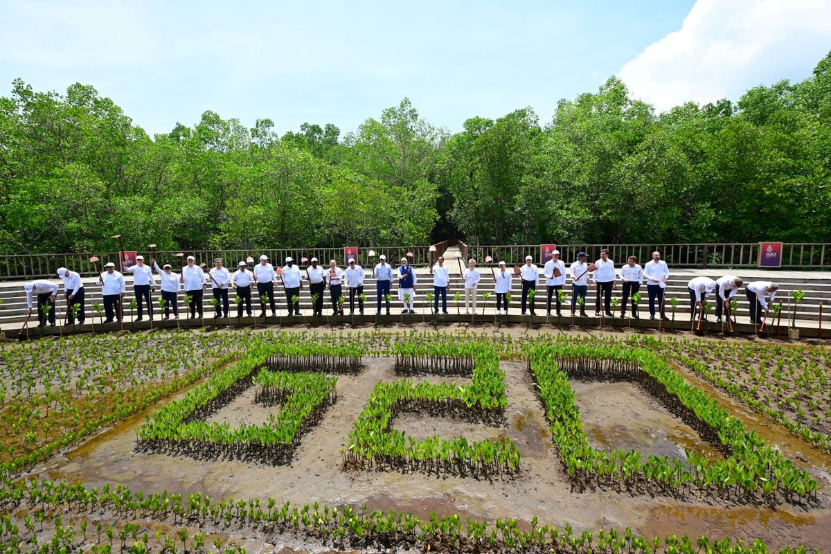Presiden Joko Widodo mengajak para pemimpin negara G20 dan lembaga internasional mengunjungi Taman Hutan Raya (Tahura) Ngurah Rai, Kota Denpasar, Provinsi Bali, pada Rabu, 16 November 2022. Di sana, Presiden dan para pemimpin G20 melakukan kegiatan penanaman pohon mangrove bersama serta berkeliling melihat langsung berbagai spesies mangrove yang ada di Tahura.