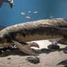 Seperti Apa Ikan Tertua di Dunia yang Hidup di Akuarium?