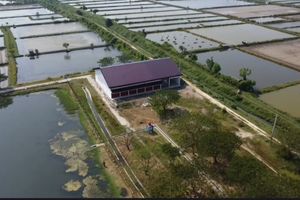 Koperasi Desa Merah Putih di Pati Berdiri di Tengah Tambak, Kades Sebut Bakal Jadi Wisata