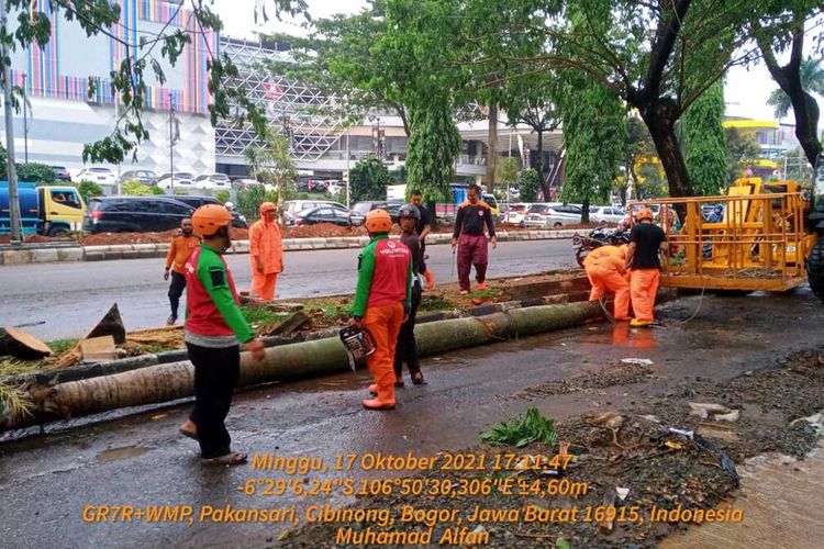 Sejumlah petugas BPBD sedang mengevakuasi pohon tumbang akibat hujan deras disertai angin kencang yang melanda kawasan Cibinong, Kabupaten Bogor, Jawa Barat, Minggu (17/10/2021).