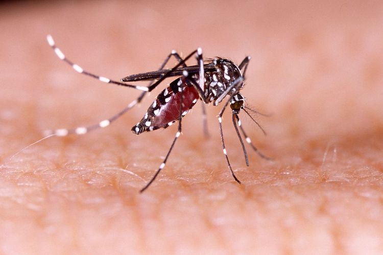 Peneliti Monash University Ungkap Faktor Penyebab Malaria dan DBD