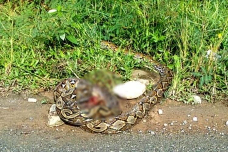Seorang bocah di Desa Balo-Balo, Kecamatan Wotu, Kabupaten Luwu, Timur, Sulawesi Selatan, nyaris diterkam ular Piton sepanjang 4 meter, Sabtu (13/4/2024)