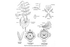 Ciri-ciri Tumbuhan dari Suku Papilonaceae