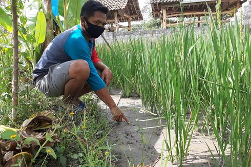 Petani di Sleman Menjerit, Sawah Terendam Abu Vulkanik Diduga akibat Tambang