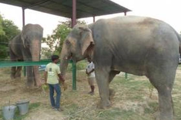 Raju (kiri) saat bertemu dengan seekor gajah betina bernama Phoolkali di pusat konservasi gajah milik Wildlife SOS di Mathura, India.