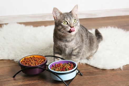 Tips Menaikkan Berat Badan Kucing