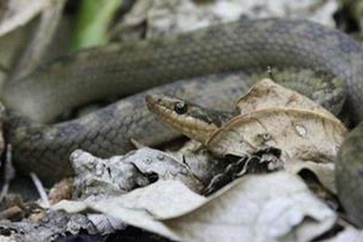 Topiqni oyoq osti qilish video