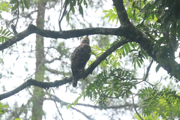 Elang jawa yang dilepas liarkan di Kawasan Taman Nasional Bromo Tengger Semeru (TNBTS) pada Rabu (18/8/2021).