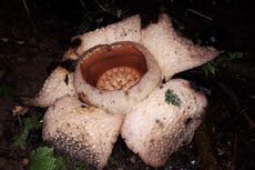 Bunga Rafflesia Albino Mekar di Bengkulu, Disebut Jenis Baru