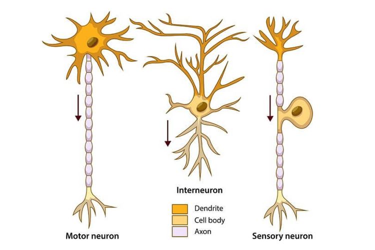 macam neuron pada jaringan saraf