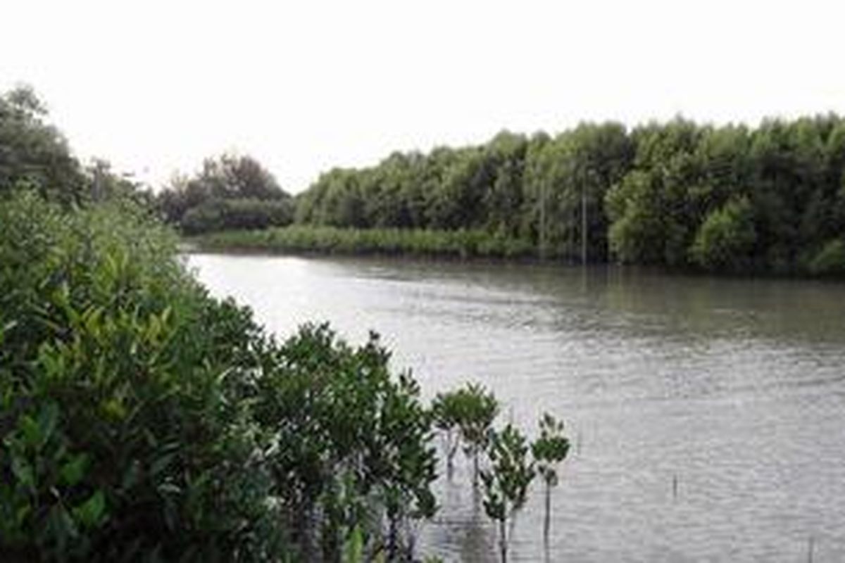 Kawasan wisata Sungai Nipah dengan lebatnya hutan mangrove. Gambar diambil pada 20 Desember 2012