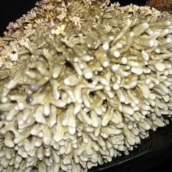Ilustrasi jamur jakaba yang bermanfaat untuk tanaman. 