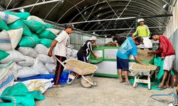 LPDB Salurkan Pembiayaan ke KDKMP Sidomulyo Jember untuk Dukung Ekspor Kopi