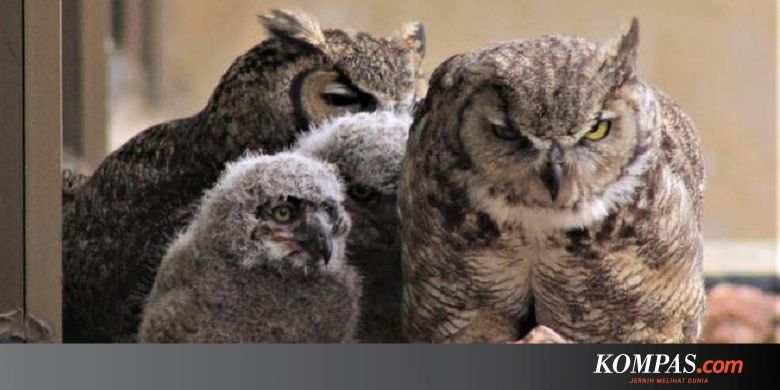 35+ Terbaik Untuk Sketsa Gambar Burung Hantu Keren - Tea ...