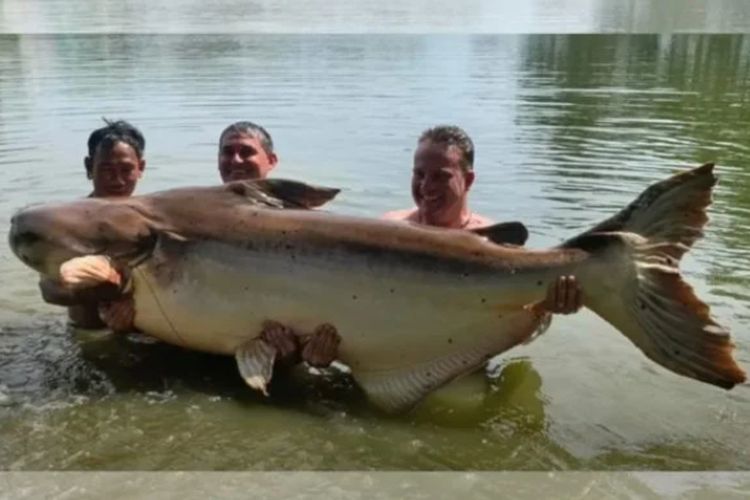 Tiga pria mengangkat ikan lele raksasa dari Sungai Mekong ke jaring besar agar hasil tangkapan itu bisa diukur dan diketahui berat nyaris 200 kilogram. 