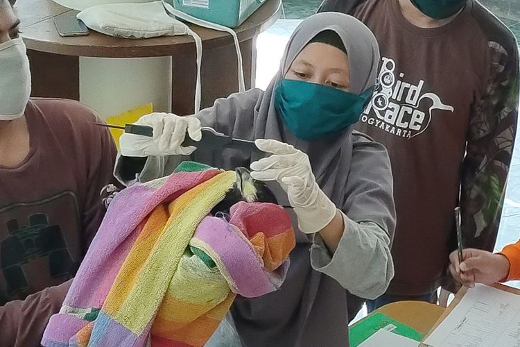 Elang Ular Bido (Spilornis cheela) menjalani penandaan berupa pemasangan ring, wings marker dan penanaman microchip di Yayasan Konservasi Alam Yogyakarta. Penandaan menjadi awal sebelum elang silindungi ini dilepas ke alam liar.