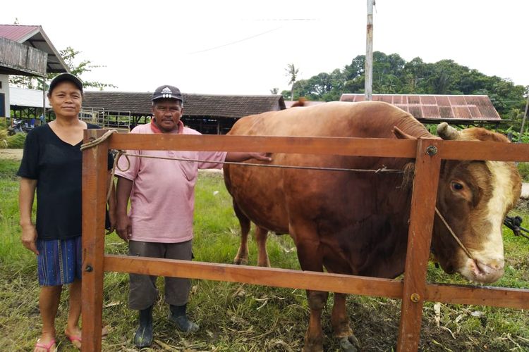 Subroto bersama istri saat menunjukan sapi yang dibeli Presiden Joko Widodo di Kelurahan Lempake, Samarinda, Kaltim, Rabu (29/7/2020).