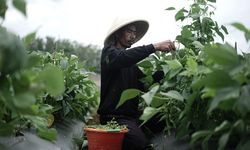 Berkat Lahan Wakaf Dompet Dhuafa, Petani Baby Buncis di Sukabumi Gelar Panen Perdana