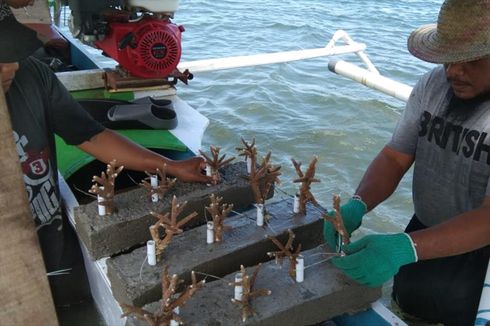 Pasca-tsunami, Nelayan Benahi Pesisir Pantai dengan Transplantasi Ratusan Terumbu Karang