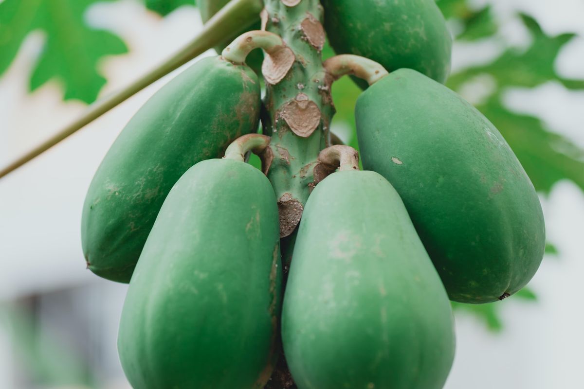 Ilustrasi buah pepaya, pohon pepaya.