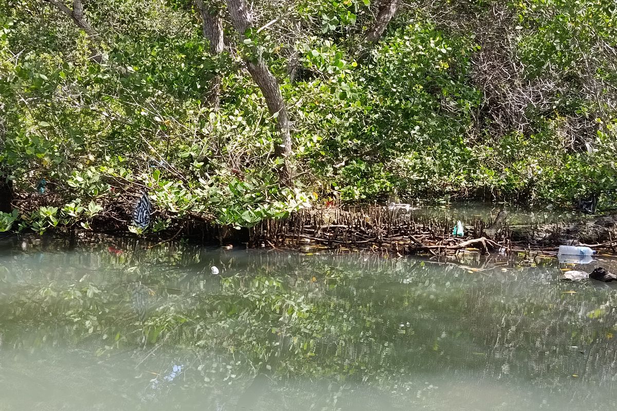 Beberapa sampah plastik tersangkut di tanaman mangrove di Pulau Serangan, Bali, pada Jumat (5/12/2025).