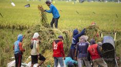 Gengsi yang Hilang: Mengapa Anak Terbaik Tidak Memilih Pertanian?