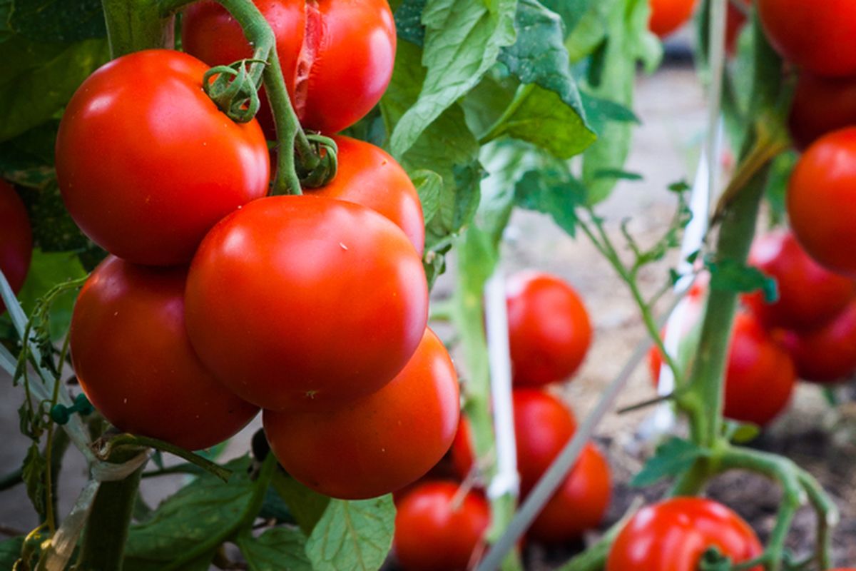 Ilustrasi tanaman tomat, menanam tomat, tomat yang siap dipanen. 