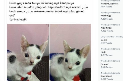 Viral, Foto Anak Kucing dengan Mata Melotot, Apakah Tanda Penyakit?