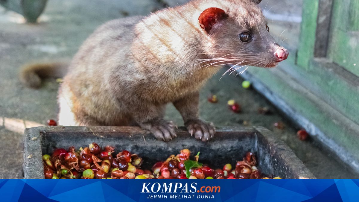 Di Balik Mahalnya Kopi Luwak, Ahli Ingatkan Risiko Penyakit dari Musang